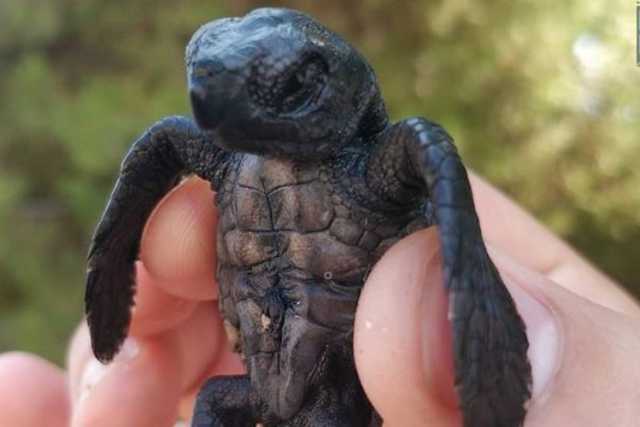 Tiny non ce l'ha fatta: morta la tartaruga neonata ritrovata su una spiaggia di Capitolo
